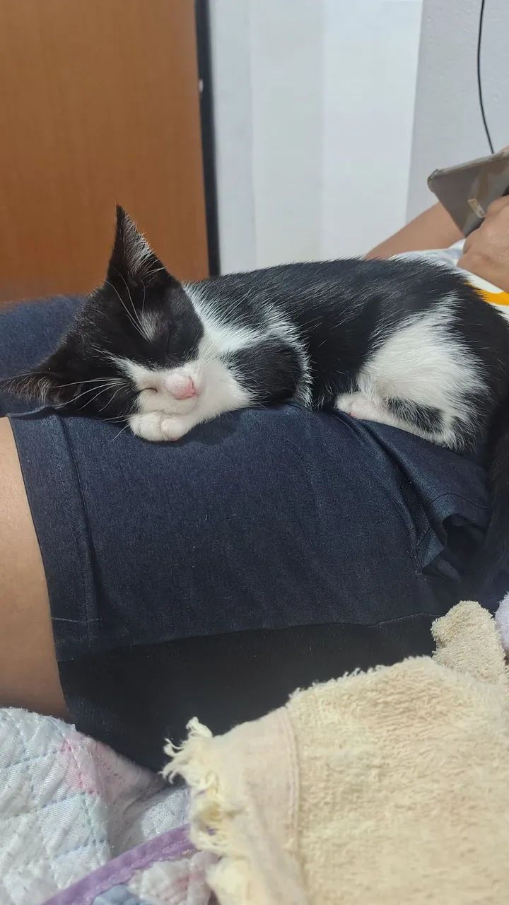 Doação de gatinhos  - Foto 4