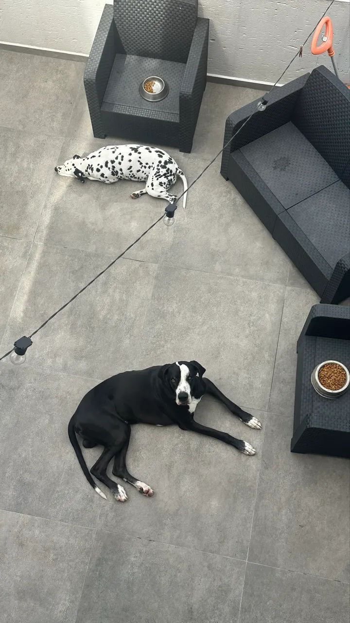 Dog Alemão- adoção responsável  - Foto 2