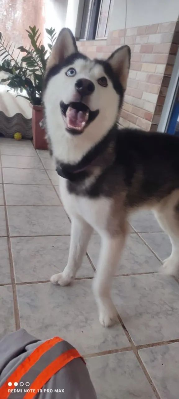 Husky siberiano macho  - Foto 2