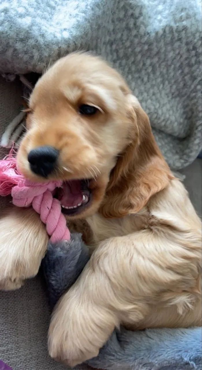 Cocker spaniel lindo filhote 