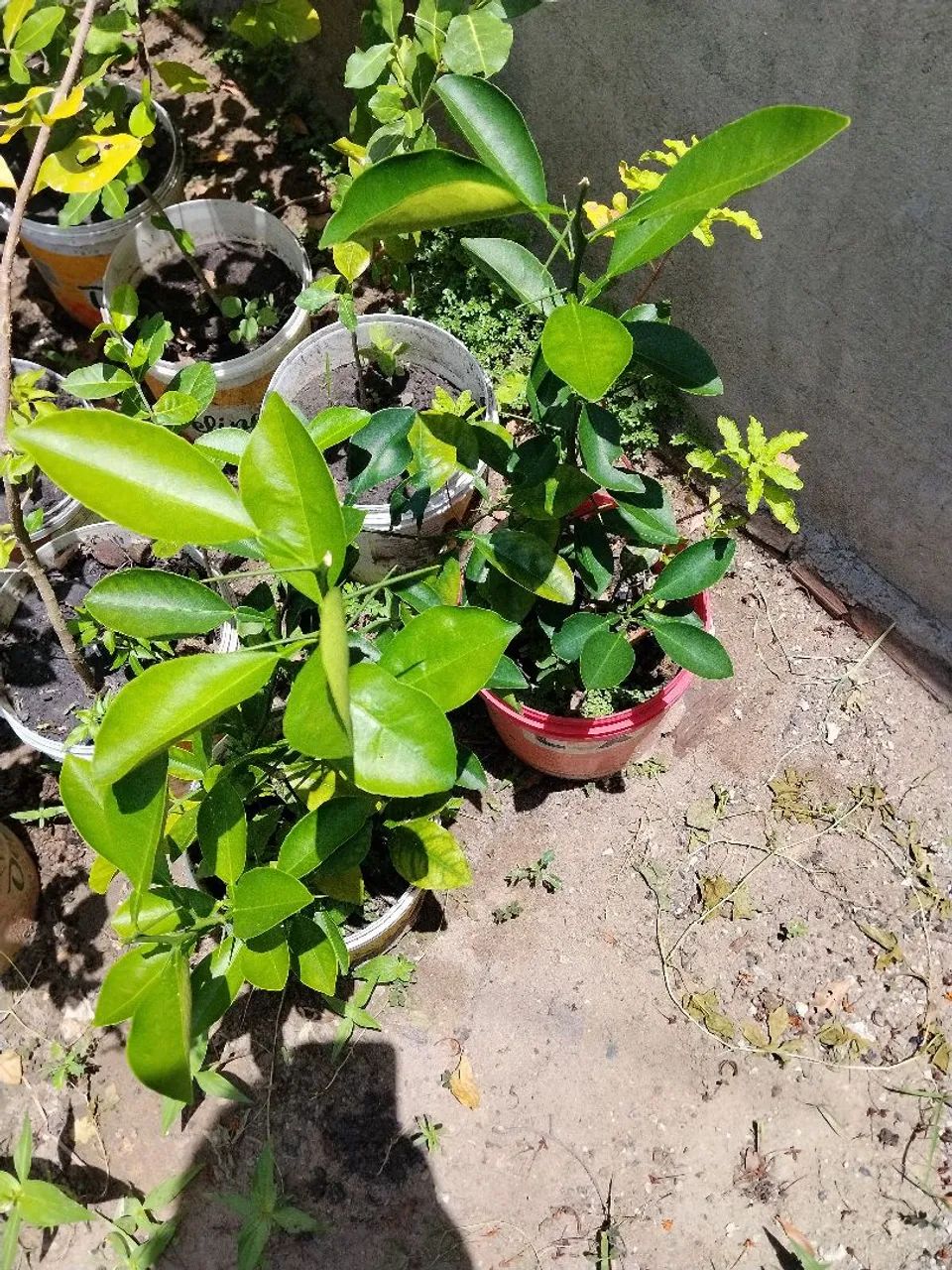 Mudas frutíferas 