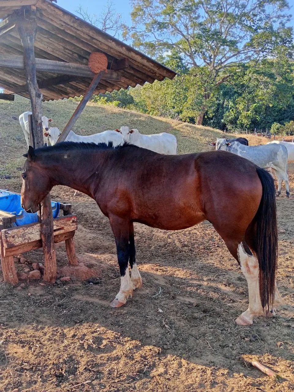 Cavalo chucro , leia o anúncio todo - Foto 4
