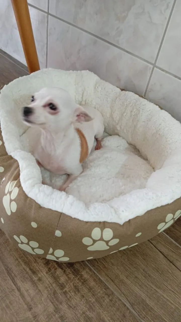 Vendo Pinscher fêmea com 2 anos - Foto 5