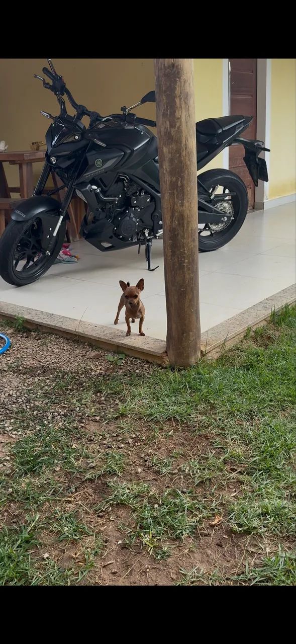 Vendo