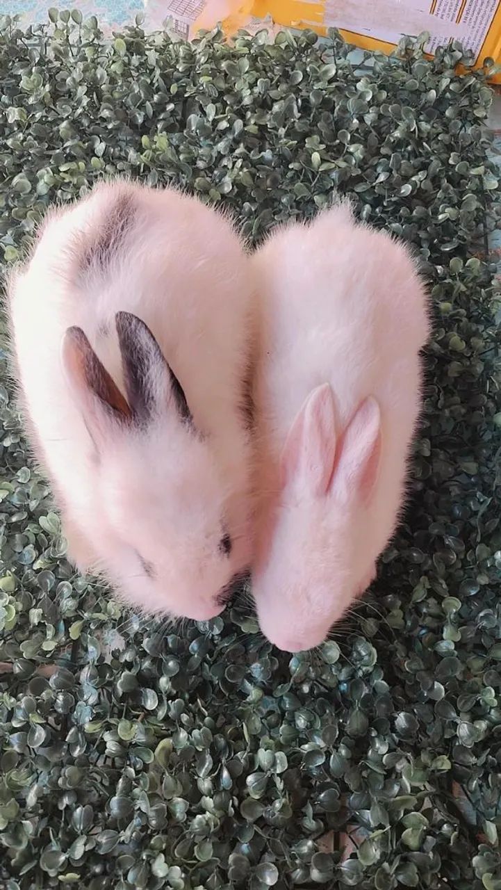 Coelhinhas de raça!