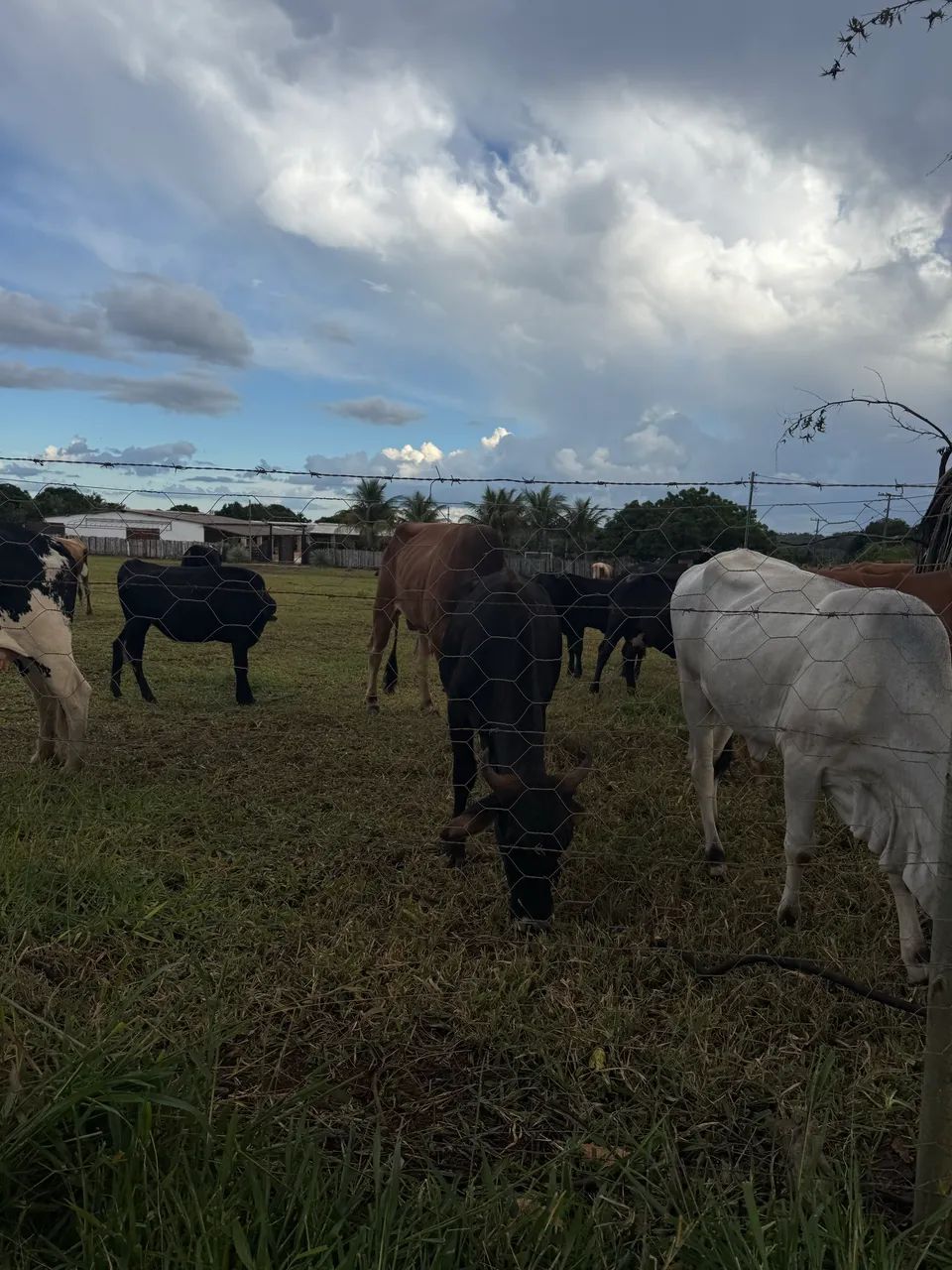 Foto - Brasília - Sobradinho