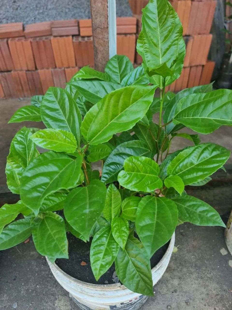 Vendas de mudas de plantas frutíferas  - Foto 2