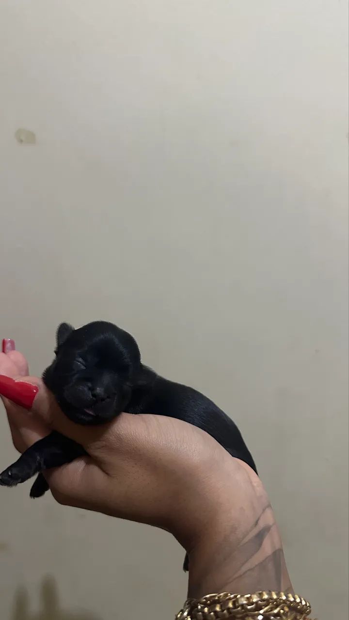 Filhotes Shitzu - Foto 4