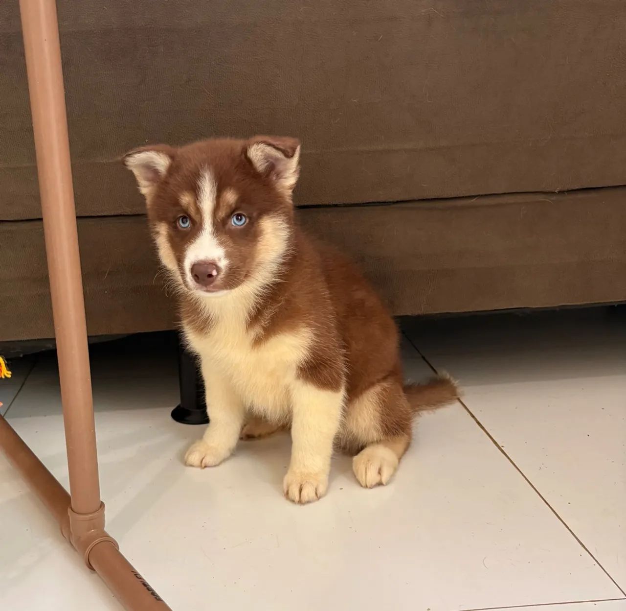 Husky siberiano  - Foto 3