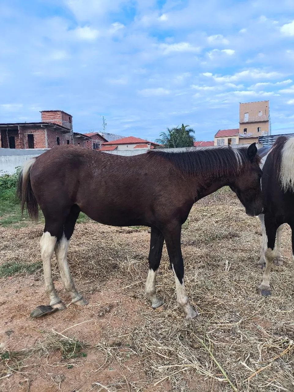 Potro Paint Horse 10 meses 