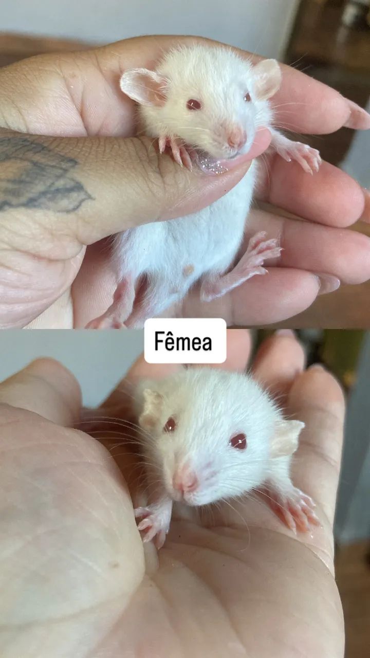 Ratos twster  - Foto 6