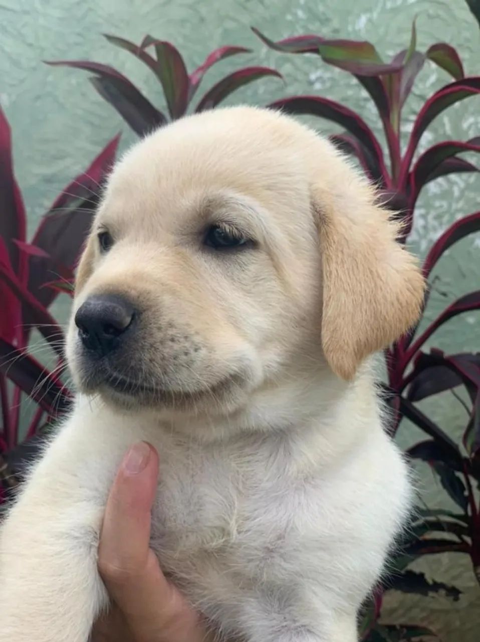 Labrador amigavel e leal 
