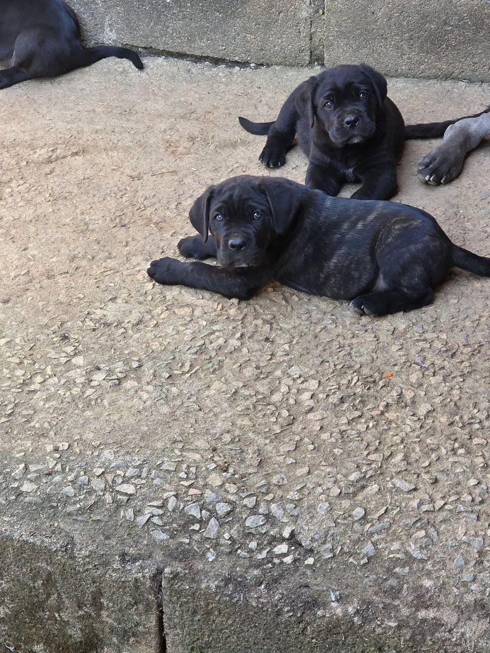 FILHOTES DE CANE CORSO ITALIANO  - Foto 5