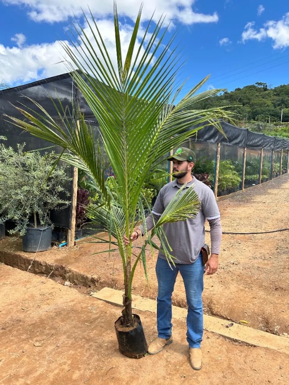 Coqueiro Anão - Foto 2