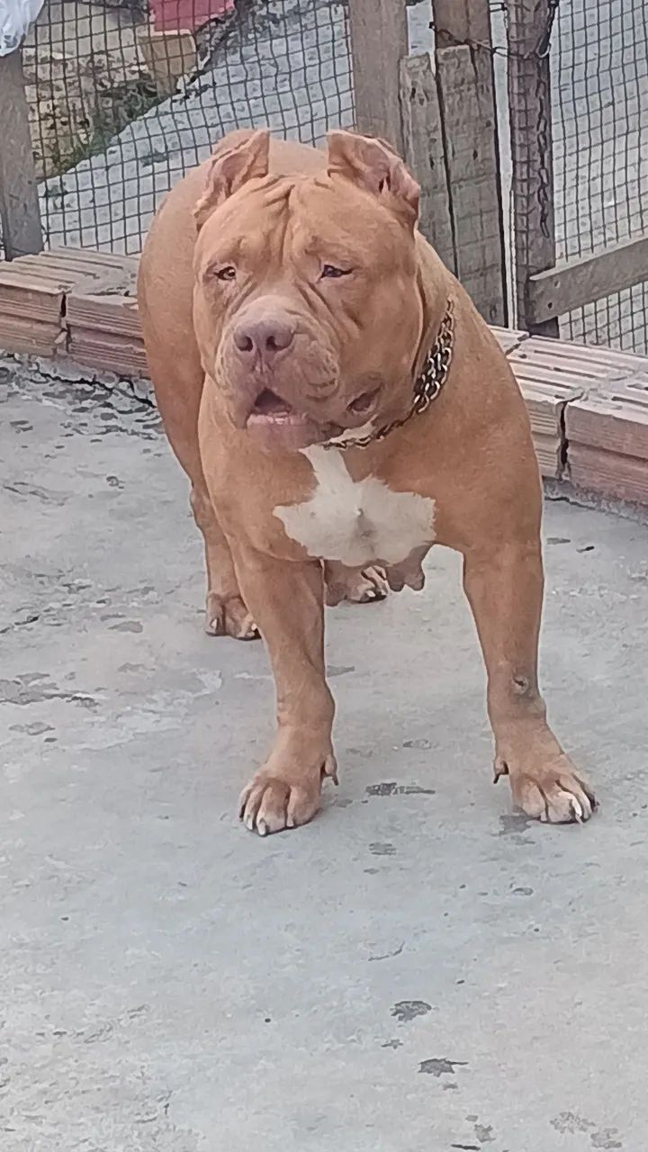 Vendo com urgência 