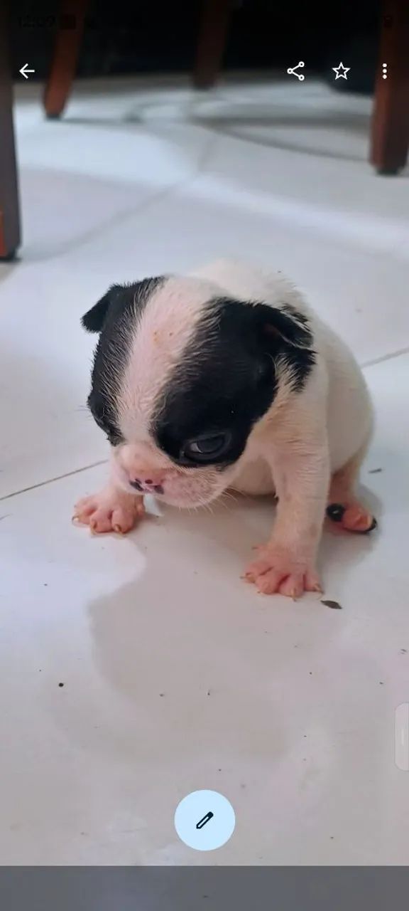 Bulldog francês  - Foto 4