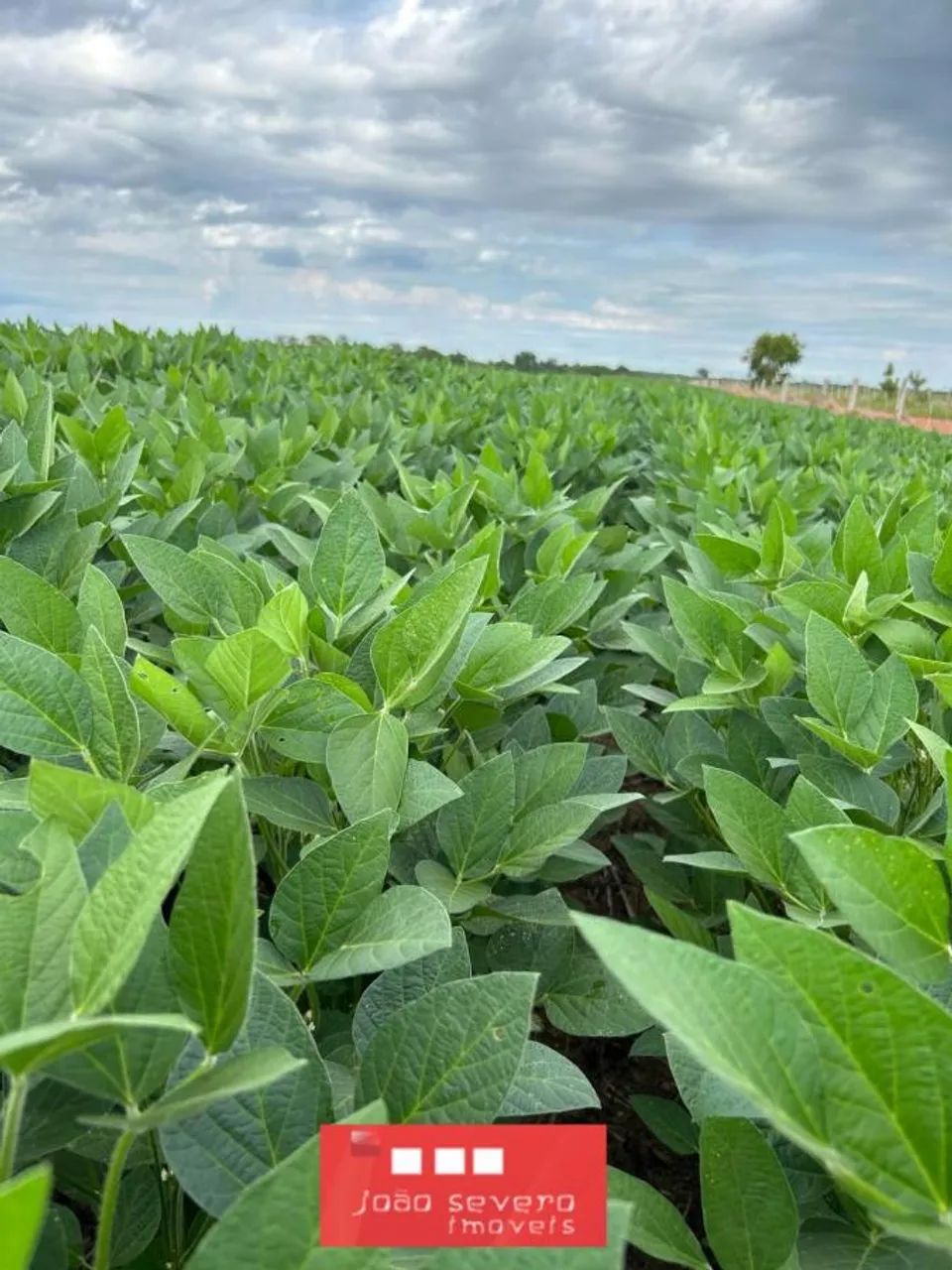 Fazenda para Venda em Santa Rita do Tocantins