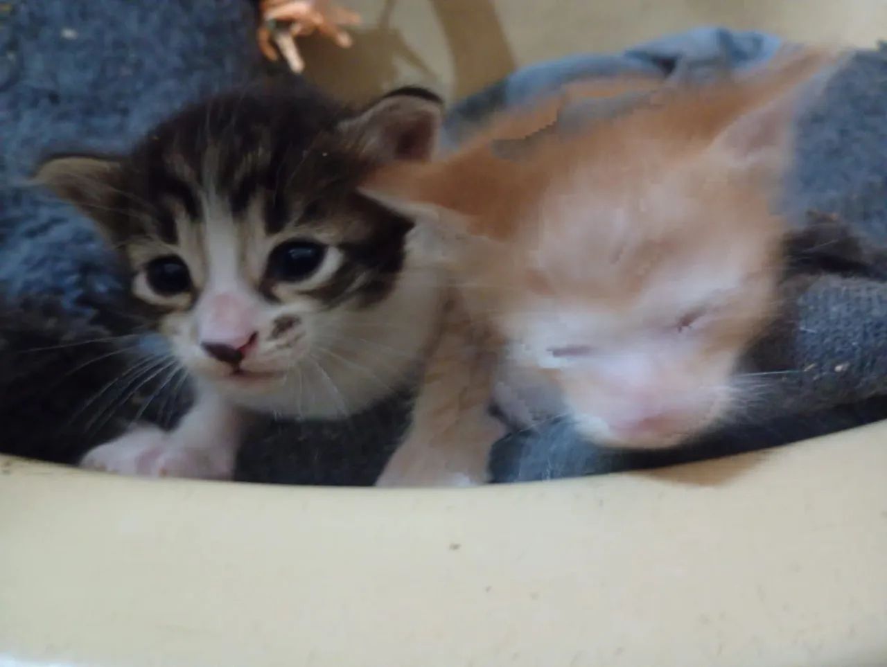 3 gatos machos e 1 fêmea (ver descrição completa) - Foto 6