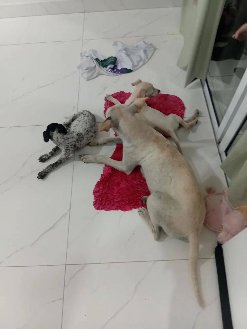 Filhotes de cachorros para adoção.  - Foto 3