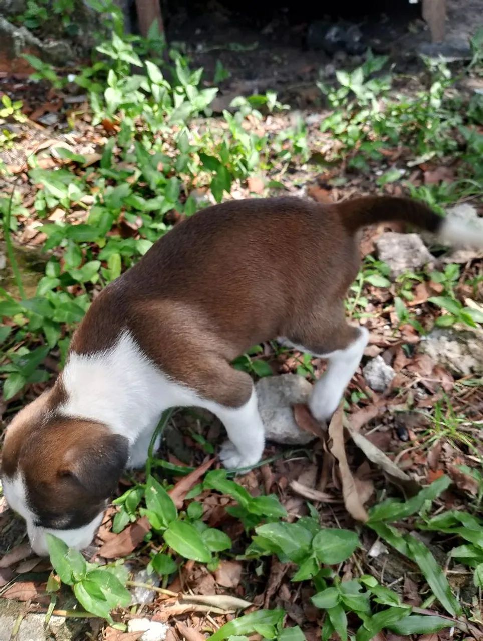 Doação de cachorrinhas  - Foto 2