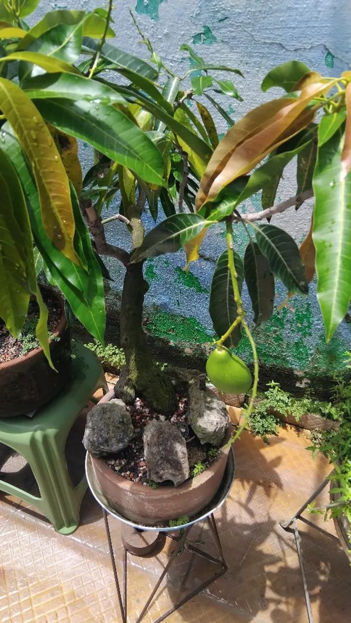 Bonsai - Produção Rural - Cajueiro, Recife 1496653177 | OLX