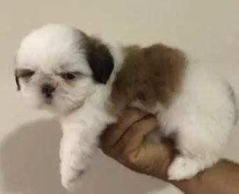 Shih Tzu 
