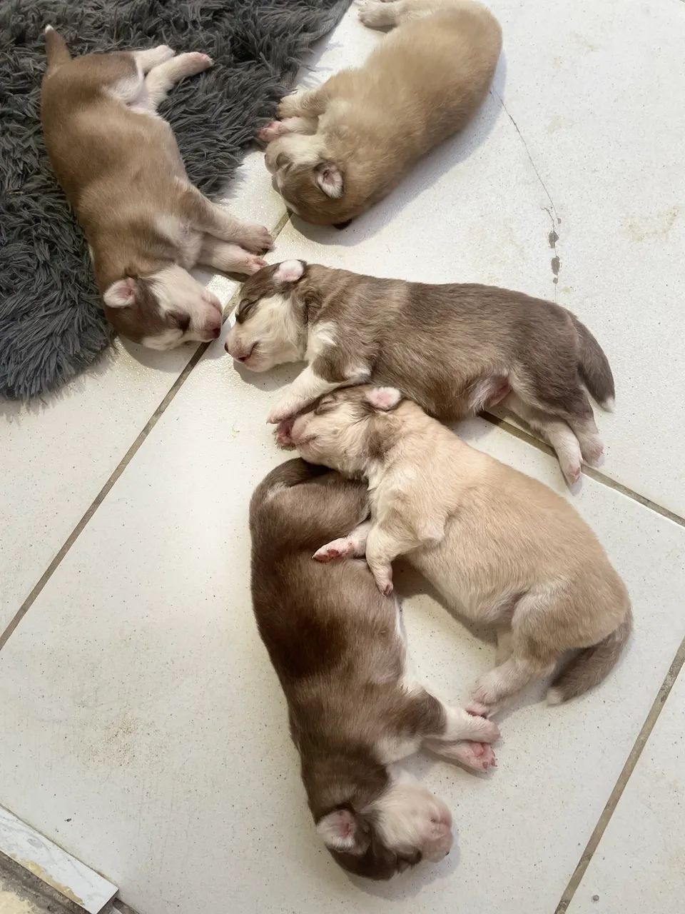 Husky siberiano  - Foto 2