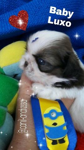Shih Tzu macho imperdível