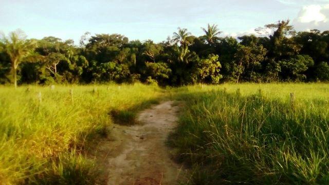 Fazenda 7900 ha Alta Floresta MT - Foto 3
