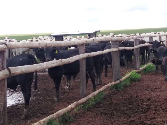 Fazenda 7900 ha Alta Floresta MT