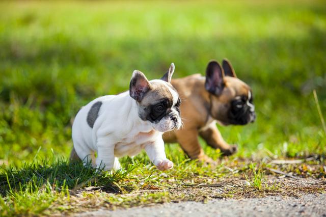 Filhotes de buldogue francês, canil PS