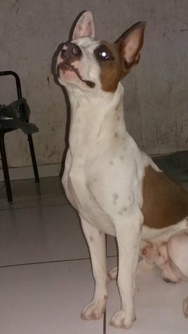 A procura-se de uma namorada - Foto 2