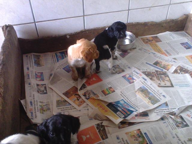 Cocker Ingles,machos e femeas,pretos ruanos,vacinado,desverminados,parcelo até 12 x - Foto 3