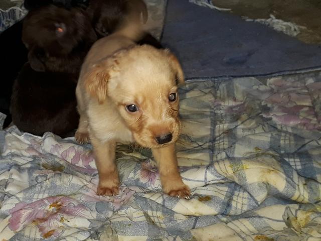 Labradores puro só * - Foto 3