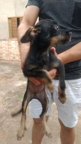 Doação - Foto 3