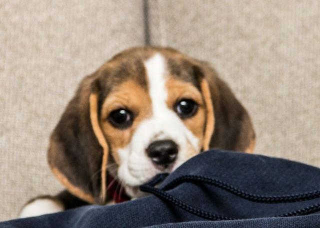 Beagle chamar no what's para informações * - Foto 5