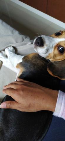 Filhote de Beagle "Fêmea" 13 polegadas - Foto 5