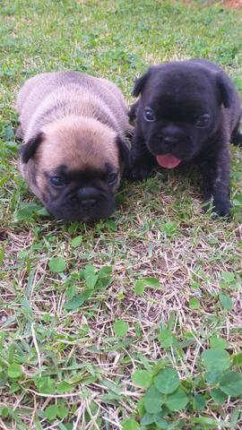 Vendo filhotes bulldog francês - Foto 4