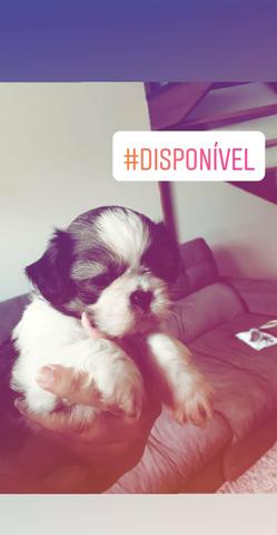 Shih tzu puro - Foto 2