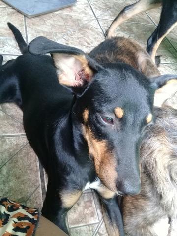 Estou doando - Foto 2