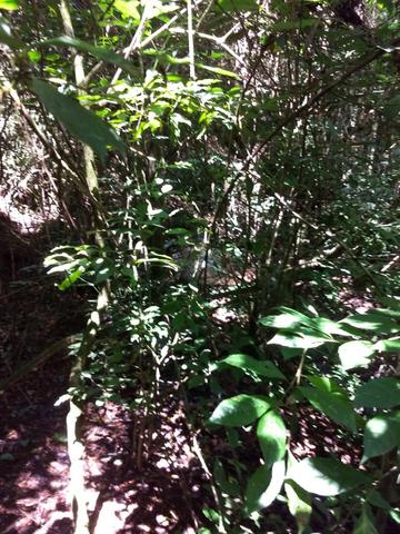 Chácara Bateias Campo Largo Curitiba - Foto 2