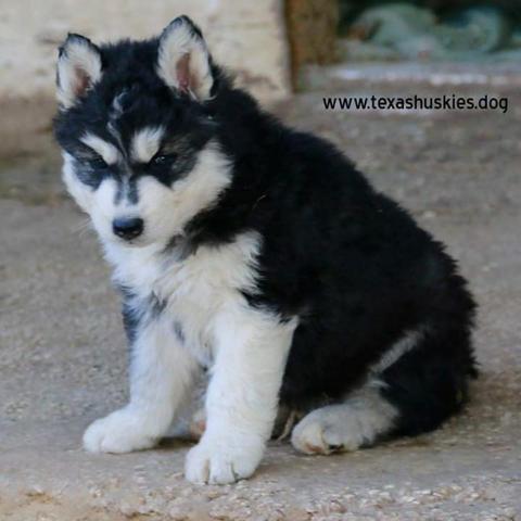 Husky wooly para exigentes! - Foto 2