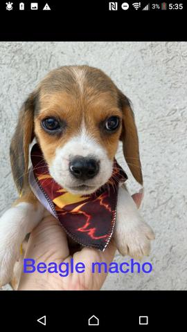 Beagle vacinado