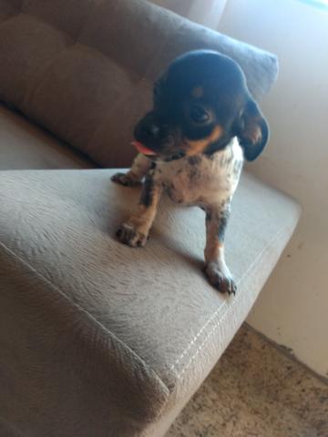 Pinscher - Foto 2