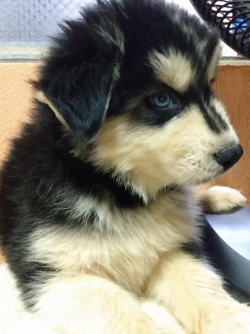 Husky wooly para exigentes! - Foto 4