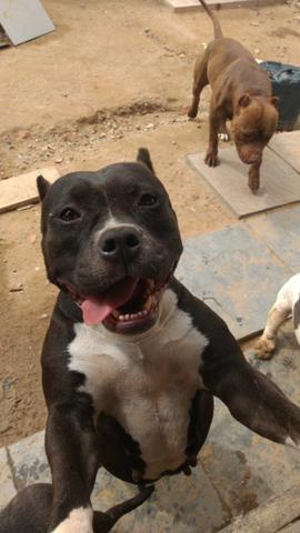 American bully - Foto 3