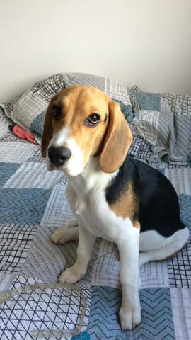 Beagle a procura de namorada. - Foto 4