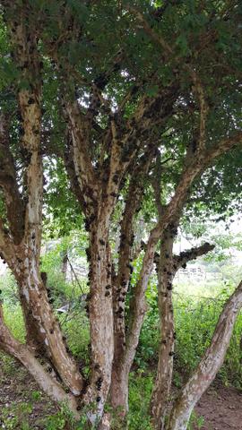 Vendo fazenda em Nova Almeida - Foto 18
