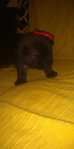 Filhote femea de chow chow
