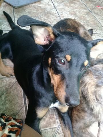 Estou doando - Foto 3